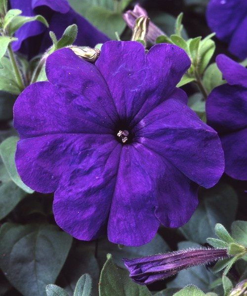 366.15 Petunia lambada mf F1 blue 1